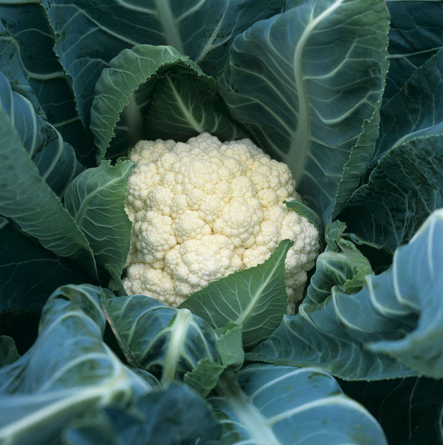 Chou-fleur 'Flora Blanca' (graines BIO)